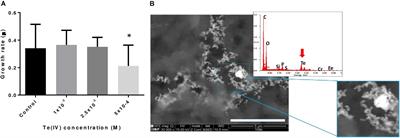 Impact of Tellurite on the Metabolism of Paenibacillus pabuli AL109b With Flagellin Production Explaining High Reduction Capacity